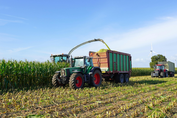 Corn harvest