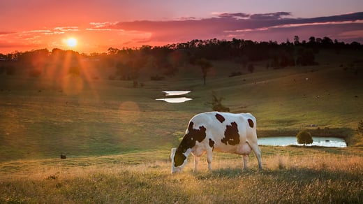 cow sunset