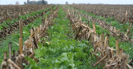 cover-crop